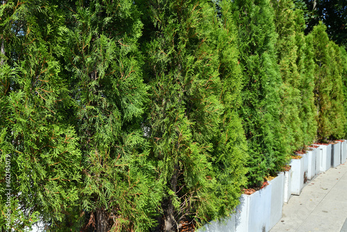 Row of a young beautiful thuja outdoors