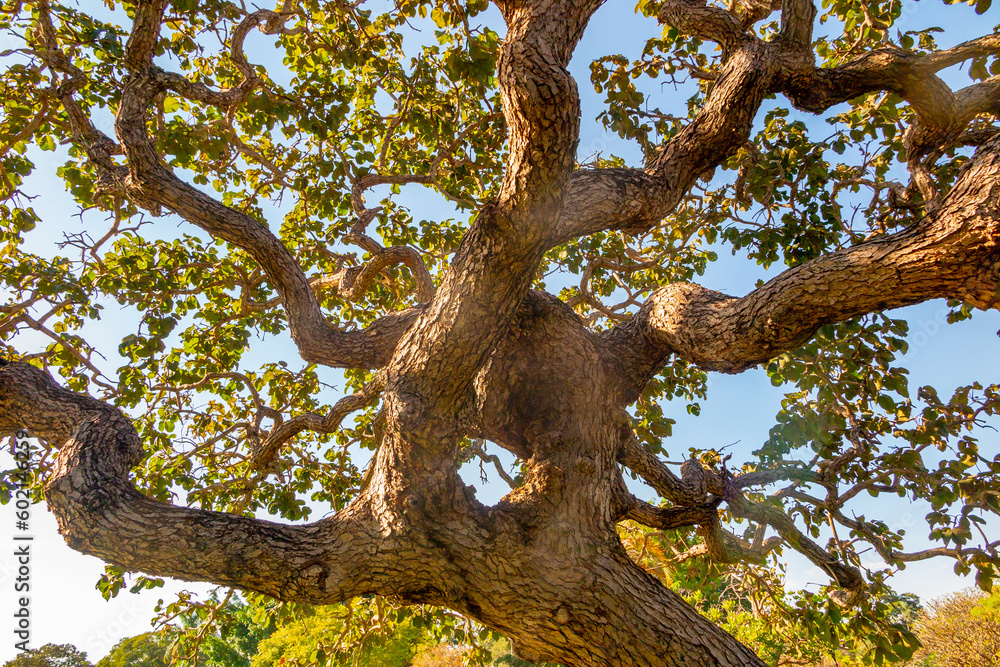 Obraz premium Pequi tree (caryocar brasiliense), with twisted trunk, typical of the Brazilian cerrado