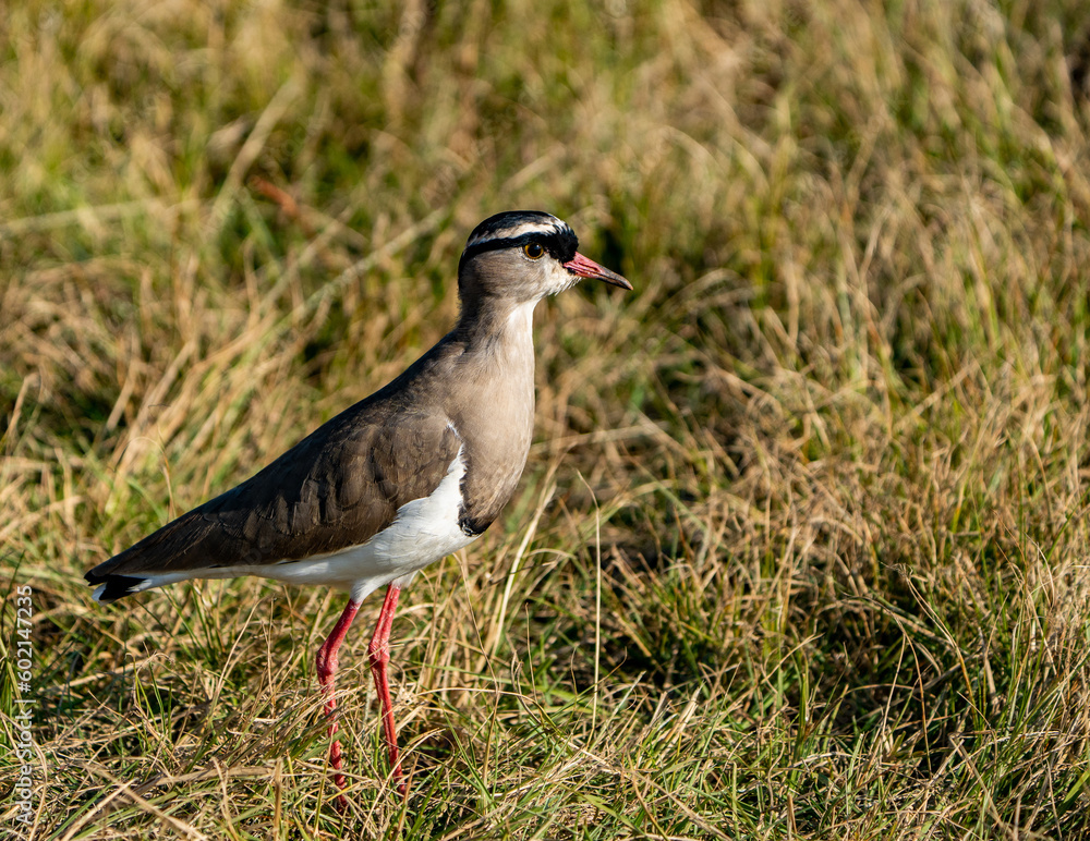 Crowned lapwing or crowned plover, photographed in South Africa.