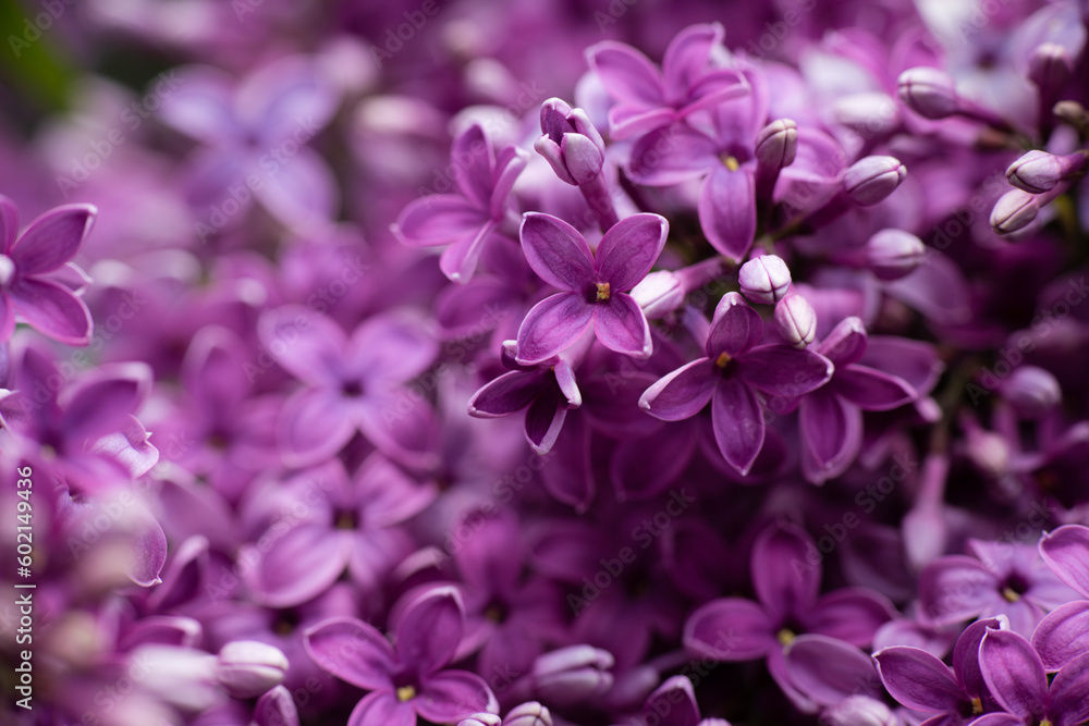Lilac garden trees under the rain nature spring time with free space text Lilac garden trees under the rain nature spring time with free space text