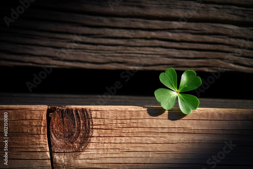 Four leaf clover growing from crack of wood