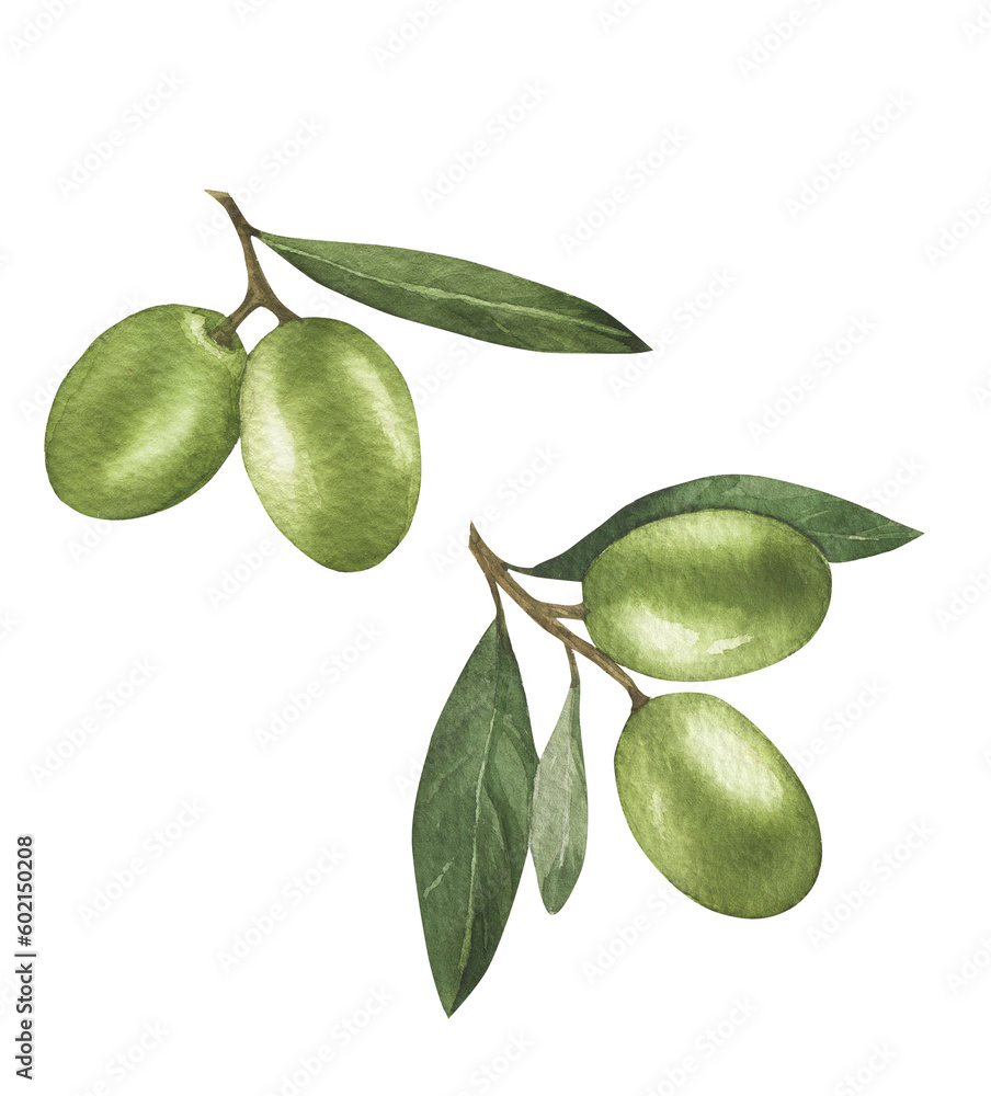 Olives with leaves branch set of watercolor illustration. Isolated on white