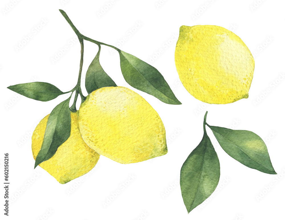 Lemon branch with leaves hand drawn watercolor illustration. Isolated on white