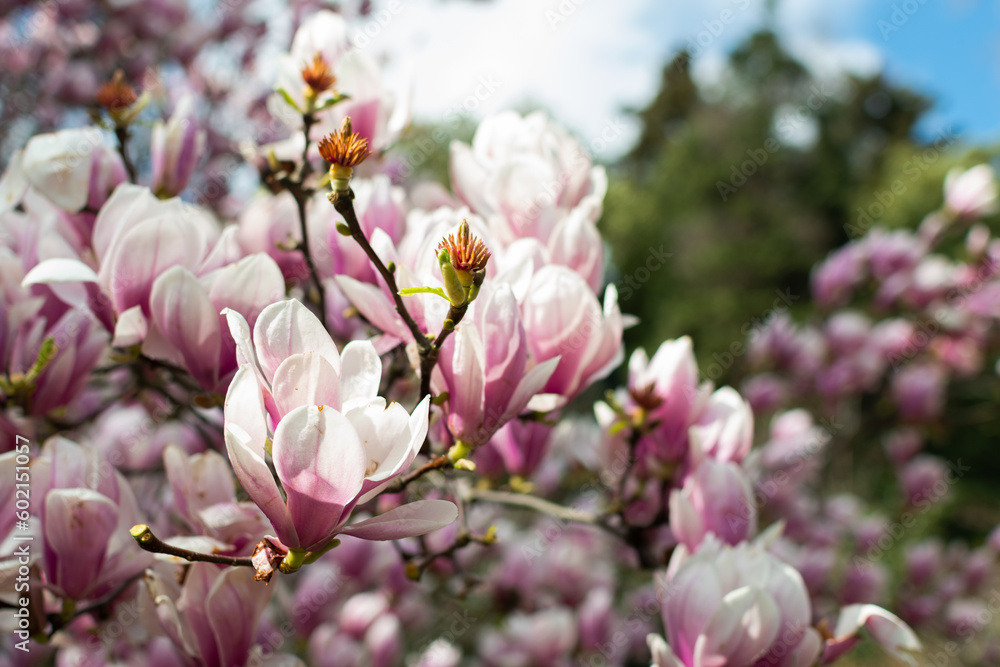 Obraz premium Sprouts of magnolia tree on background of blue sky, during spring period. Budded branch with pink flowers in bloom season.
