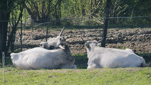 Podolian cattle lying on the farm near Krapje Visitor Centre at Lonjsko Polje Nature Park, Croatia photo