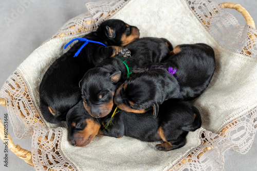 Four newborn black and tan miniature pinscher puppies lie in a basket, top view