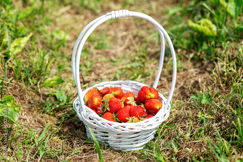 Strawberry plantation on sunny day. Organic product. Self-picking farm. Harvesting concept. White basket. Strawberry plantation on sunny day. Organic product. Self-picking farm. Harvesting concept. White basket.