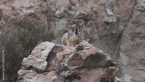 Viscacha, Lagidium viscacia, looking like a mix of rabbit and rat, sitting between rocks in the rocky landscape of the high andes mountains in Chile, it is closely related to Chinchillas. photo