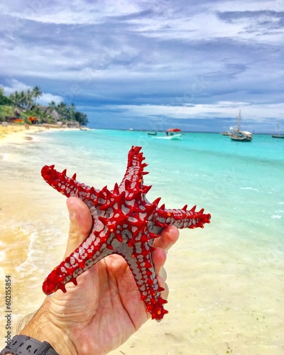 red starfish on the beach