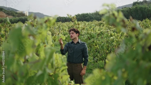 Man winegrower examining vine on grape plantation. Farmer touching yellow leaves