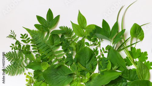 Leaves of spring plants, different shapes and shades of green. Background.