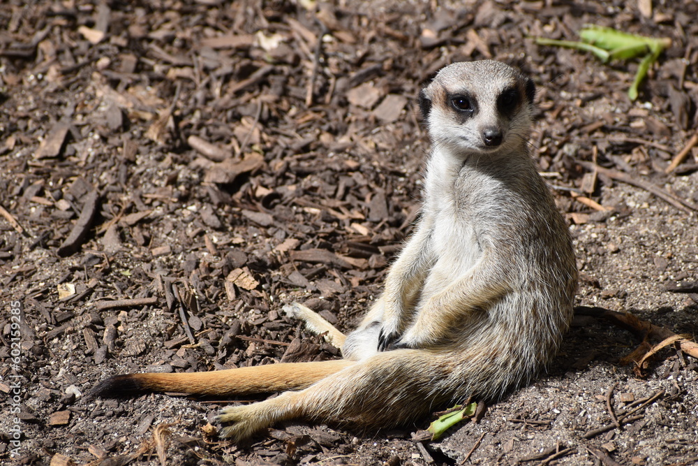 Fototapeta premium meerkat ou suricate