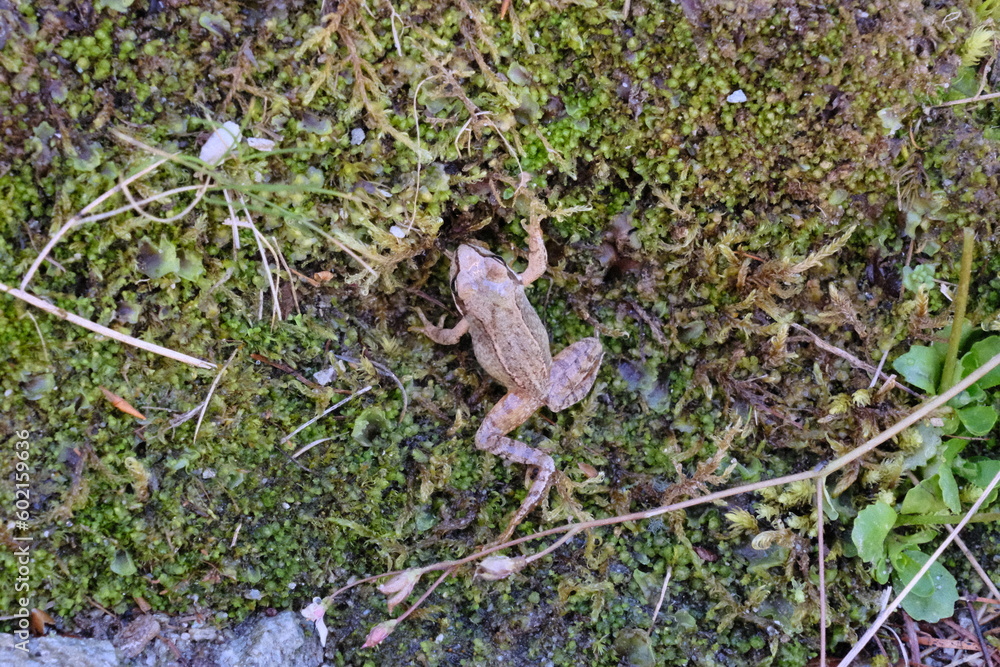 frog frog