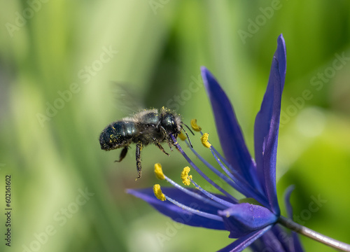 Orchard Mason Bee (Osmia lignaria) hovering over a wild Camas flower (Camassia Leichtlinii)