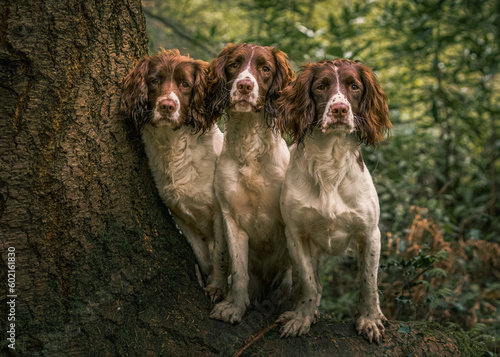 Obraz na płótnie English Springer Spaniels