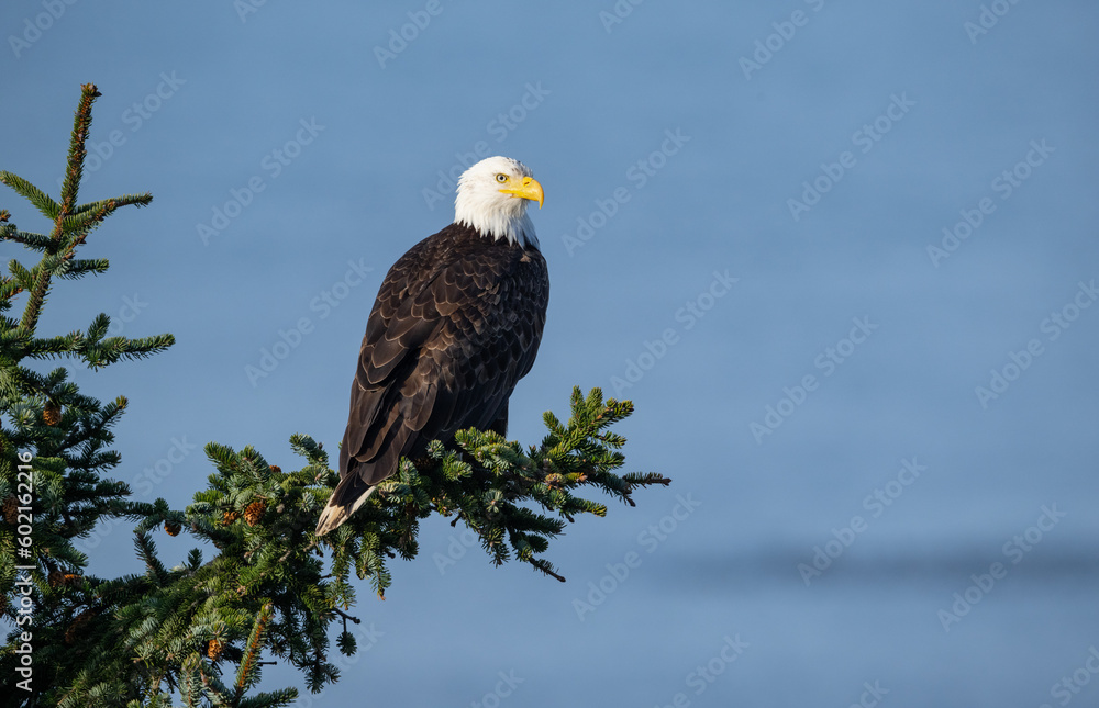 Bald Eagle perched on a Sitka Spruce tree, with out of focus blue ocean behind, on Oregon's Pacific shore Bald Eagle perched on a Sitka Spruce tree, with out of focus blue ocean behind, on Oregon's Pacific shore