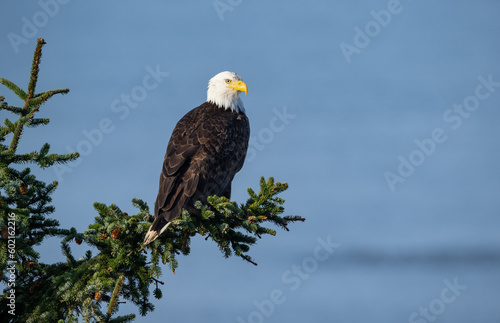 Bald Eagle perched on a Sitka Spruce tree, with out of focus blue ocean behind, on Oregon's Pacific shore