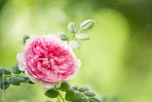 Fotografie Roxburghii plena rose on nature background.