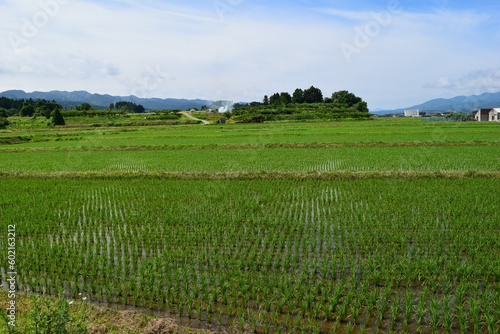 初夏の水田 山形県庄内