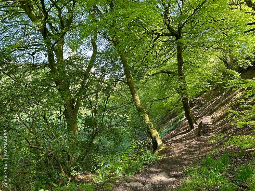 Obraz premium forest, path, nature, road, tree, trees, green, nature, grass, trees, spring, landscape, park, sky, summer, forest, meadow, field, garden, blue, plant, sunny, outdoor, sun, countryside, rural, outdoo