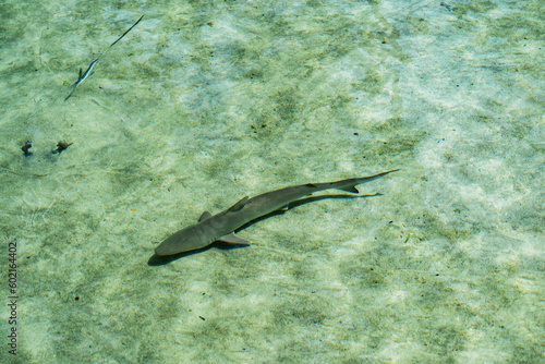 Young shark and buried stingray
