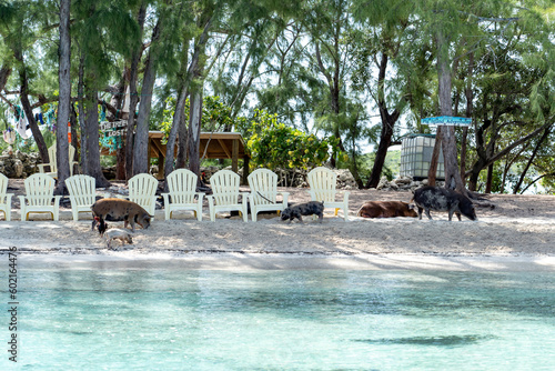 Pigs on the pig island in the Bahamas