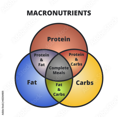 Vector diagram of macronutrients – protein, fat, and carbs or carbohydrates in three circles. The intersection of three sets. Dieting and healthy eating. Macro cheat sheet isolated on white background
