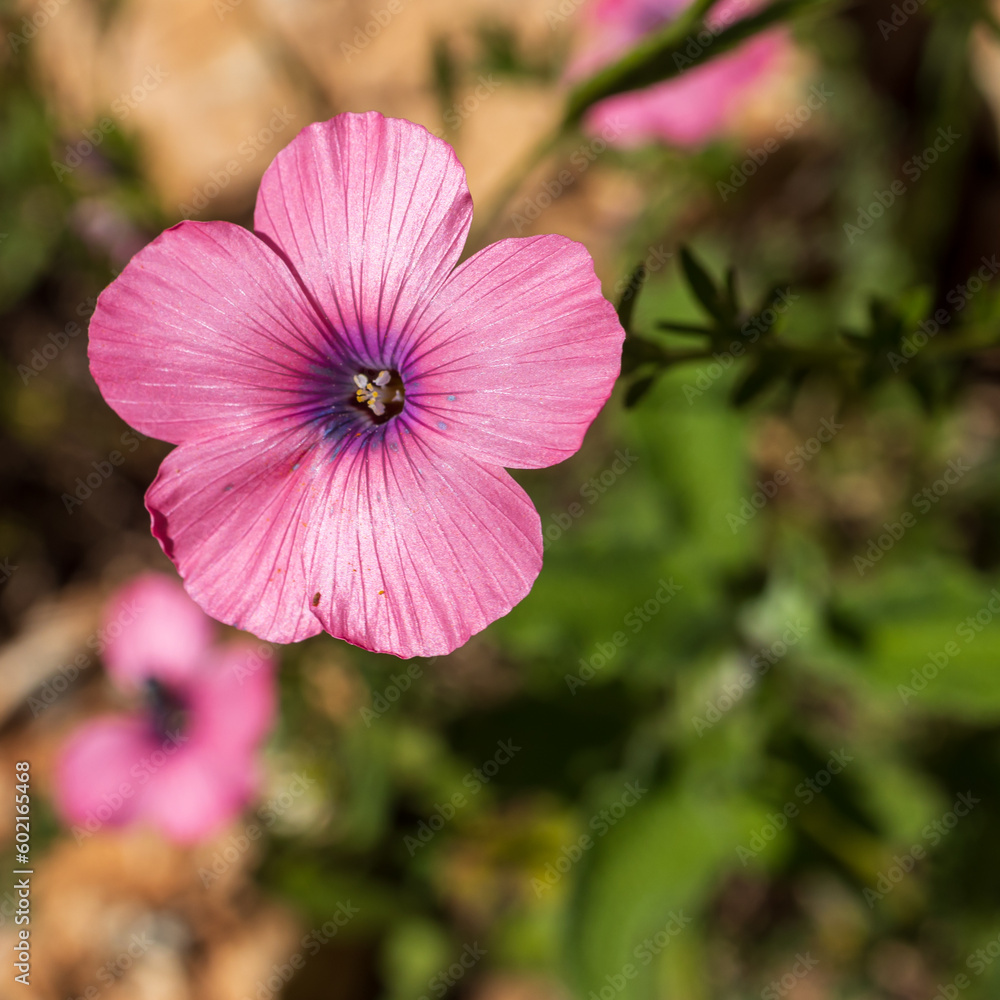 Pink flowers of Linum pubescens, the hairy pink flax in a wild. Herbaceous flowering plant in the genus Linum native to the east Mediterranean region. The plant is annual blooms in the spring Pink flowers of Linum pubescens, the hairy pink flax in a wild. Herbaceous flowering plant in the genus Linum native to the east Mediterranean region. The plant is annual blooms in the spring