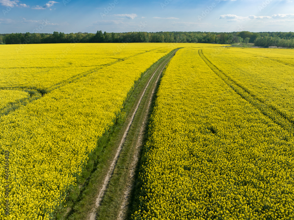 Canola fields or rapeseed plant in sunlight. Spring field and dirt road under the blue bright sky.