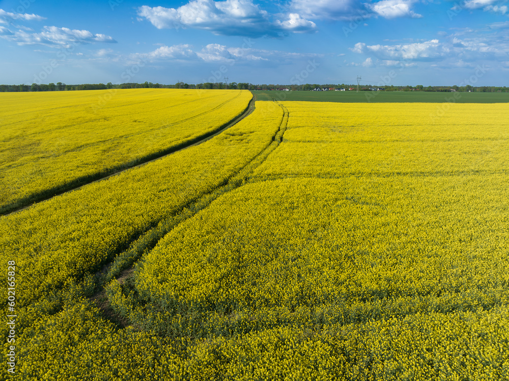 Canola fields or rapeseed plant in sunlight. Spring field under the blue bright sky.