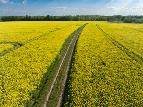 Canola fields or rapeseed plant in sunlight. Spring field and dirt road under the blue bright sky.