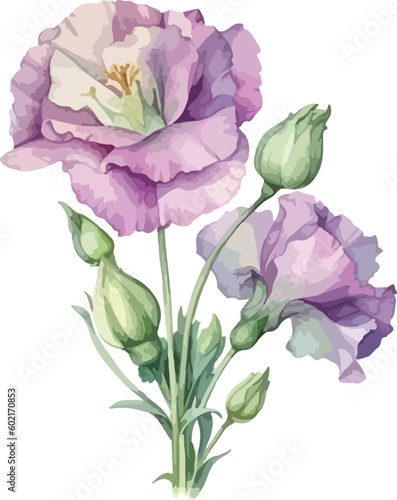 Fototapeta Naklejka Na Ścianę i Meble -  Eustoma flower clipart, isolated vector illustration.