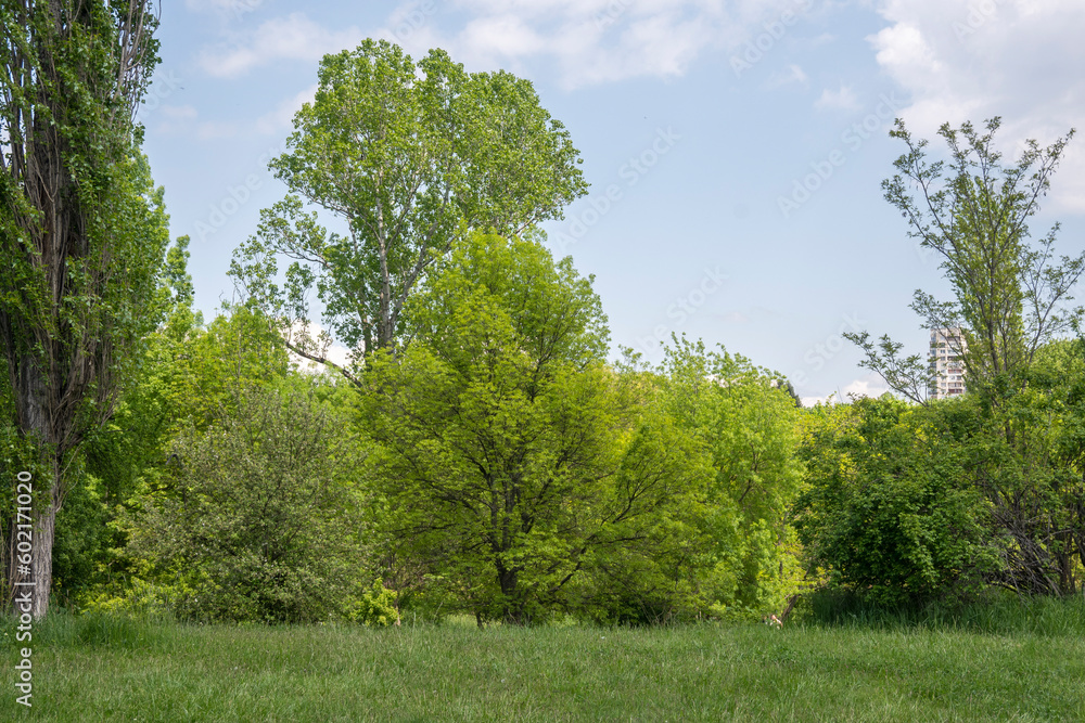 Fototapeta premium Spring view of South Park in city of Sofia, Bulgaria
