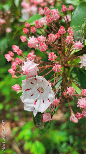 pink butterfly on a flower