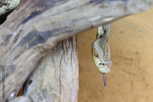 Puffotter / Puff adder / Bitis arietans photo