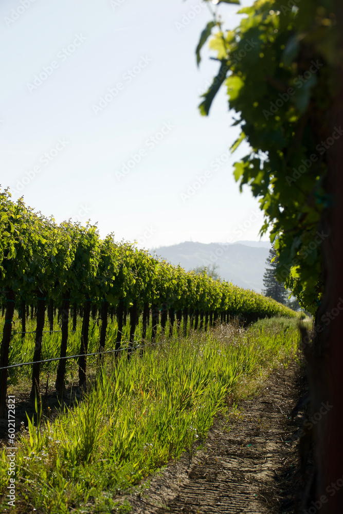 Naklejka premium vineyard rows in the morning light