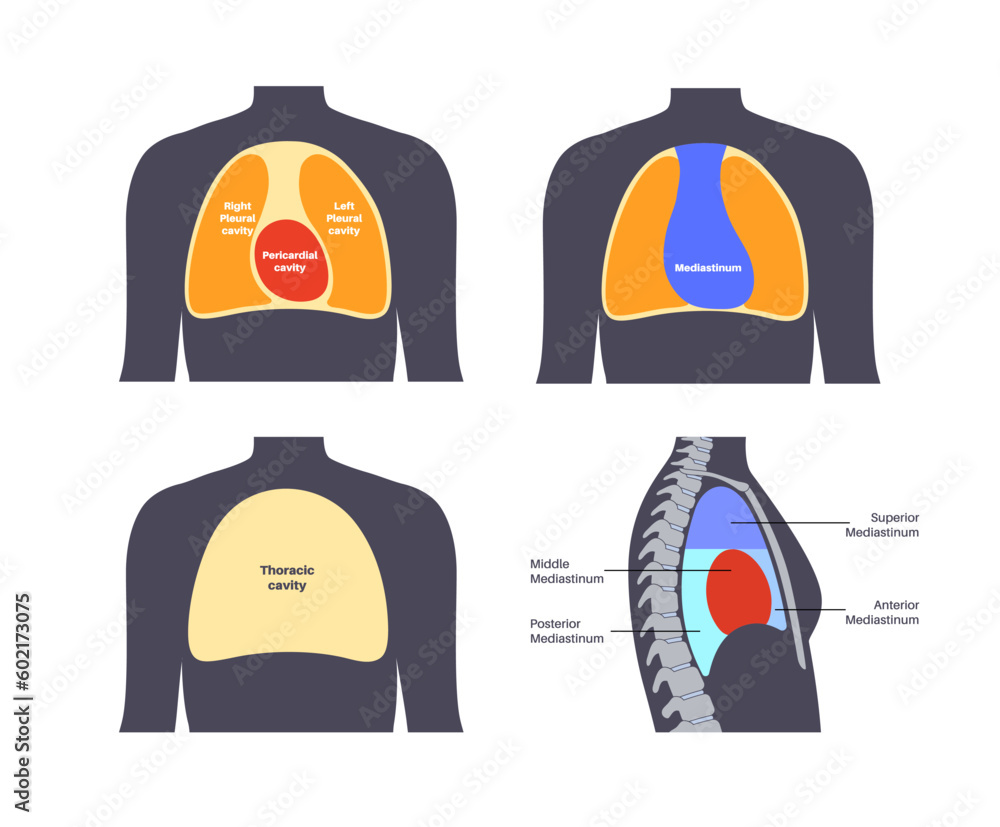 Thoracic cavity poster Stock Vector Biology Diagrams