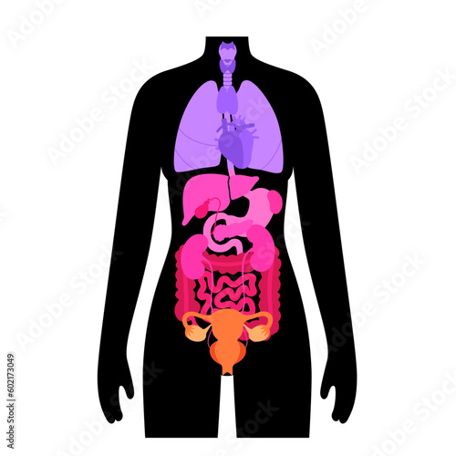 Female internal organs