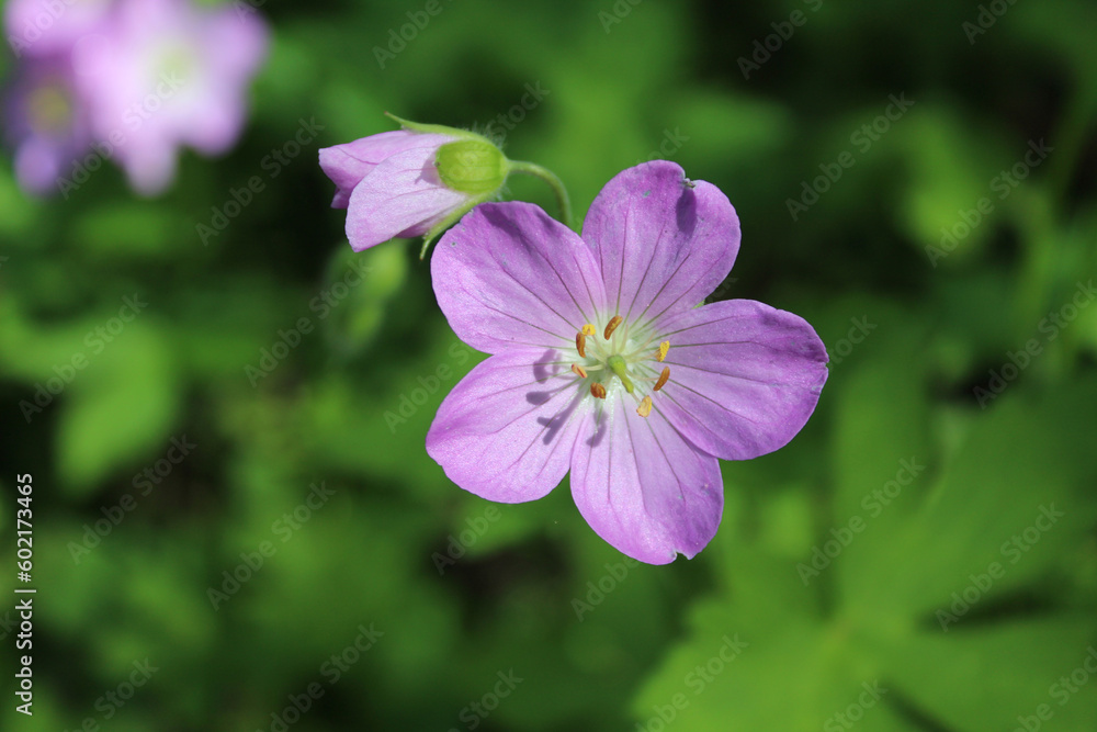 Wild geranium closeup with bright sun at Camp Ground Road Woods in Des Plaines, Illinois Wild geranium closeup with bright sun at Camp Ground Road Woods in Des Plaines, Illinois