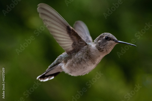 Black Chinned Hummingbird Hovering