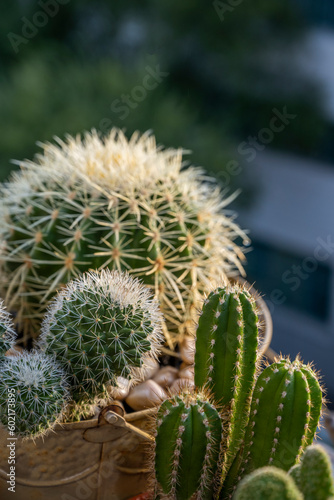 A small cereus cactus with three trunks and others from other families