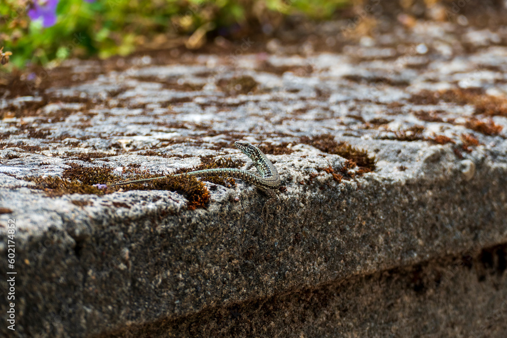 eidechse, Podarcis siculus coeruleus sitzt gut getarnt auf einer Mauer eidechse, Podarcis siculus coeruleus sitzt gut getarnt auf einer Mauer