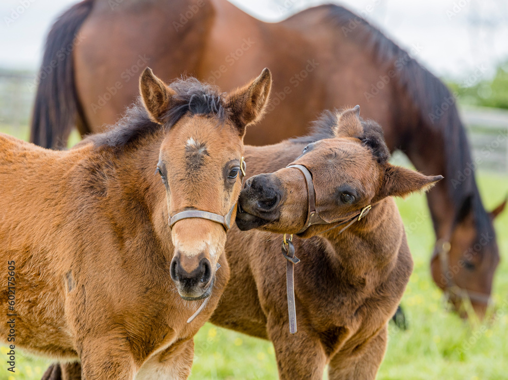 Two youngThoroughbred foals playing with one pulling on the others halter with a mare in the background. Two youngThoroughbred foals playing with one pulling on the others halter with a mare in the background.