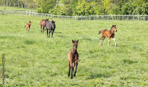 Thoroughbred foals and mares running toward the camera in a green, grassy pasture. © Margaret Burlingham