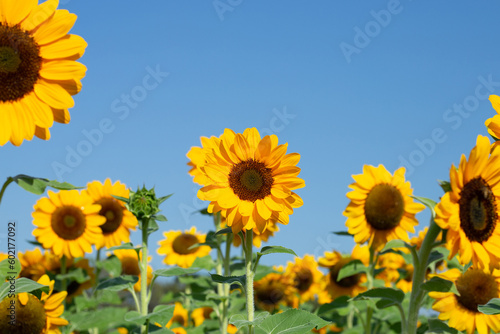 Sunflower field with blue sky. Beautiful summer landscape.