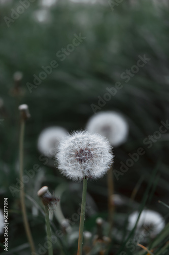 Dandelion white flowers in green grass. Realistic high quality photo. Dandelion seeds close up. Medicinal field plants. Ethnoscience. Selective focus. Soft evening light.