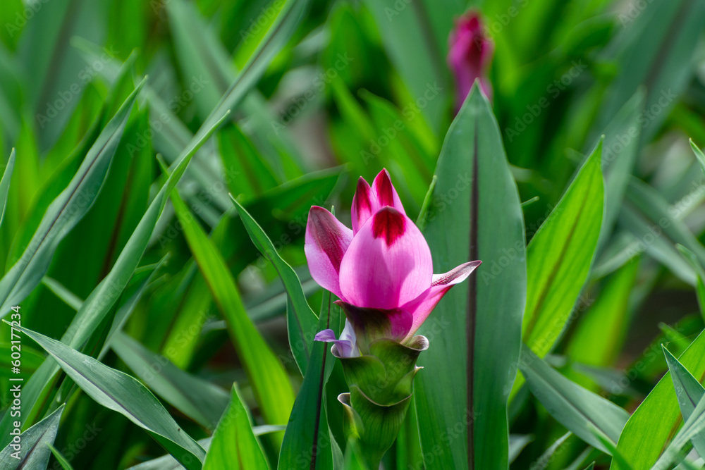 Turmeric, Curcuma longa flowering plant of ginger family, decorative or ornamental flower growing in Dutch greenhouse Turmeric, Curcuma longa flowering plant of ginger family, decorative or ornamental flower growing in Dutch greenhouse