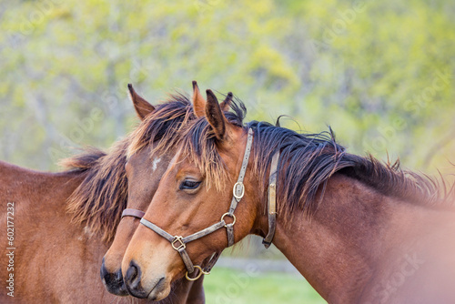 Two bay  yearling Thoroughbred fillies with the heads together as friends.