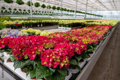 Hydrangea or hortensia  flowers in flowerheads  produced from early spring to late autumn  cultivated as decorative or ornamental garden plant growing in Dutch greenhouse