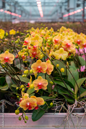Wallpaper Mural Cultivation of colorful tropical flowering plants orchid family Orchidaceae in Dutch greenhouse with UV IR Grow Light for trade and worldwide export Torontodigital.ca